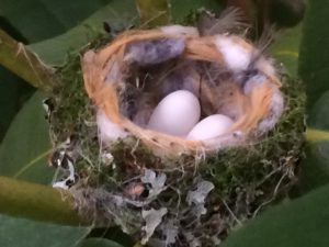 Hummingbird nest