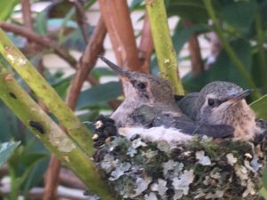 Hummingbirds in nest