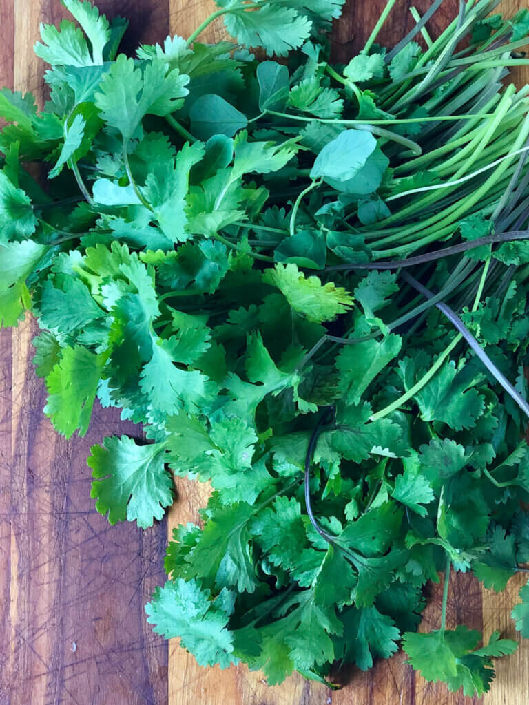 Big bunch of bright green cilantro